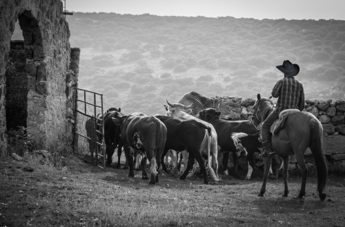 life stories marking cattle photo 3